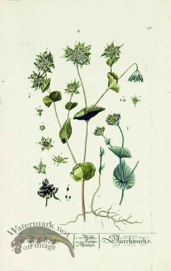 Blackwell German 049